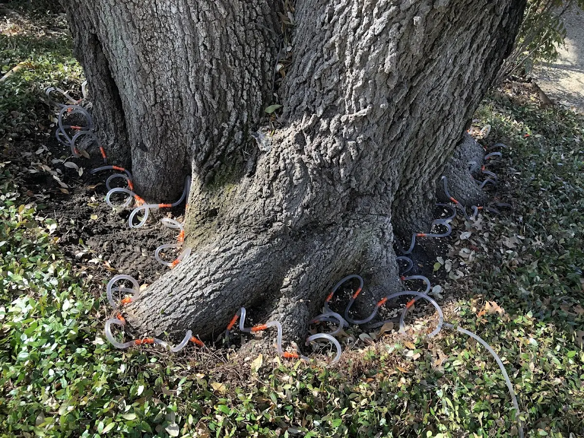 Detailed Tree Cabling and Bracing job site in New Oxford