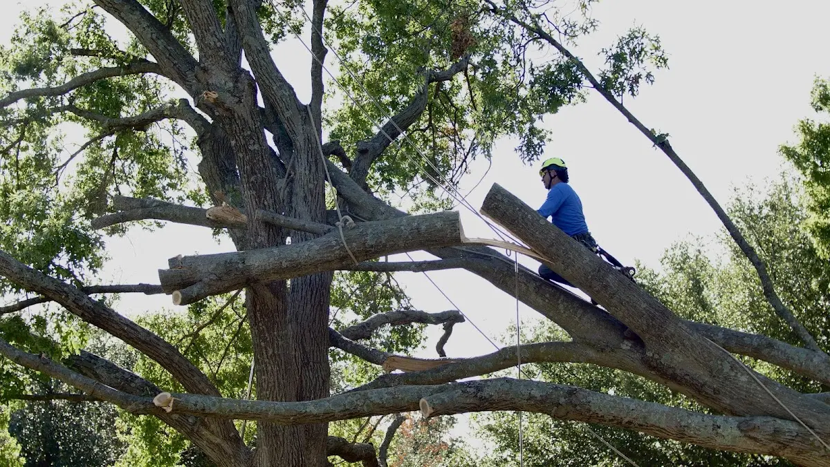 Professional Crown Thinning performed by certified arborists in New Oxford