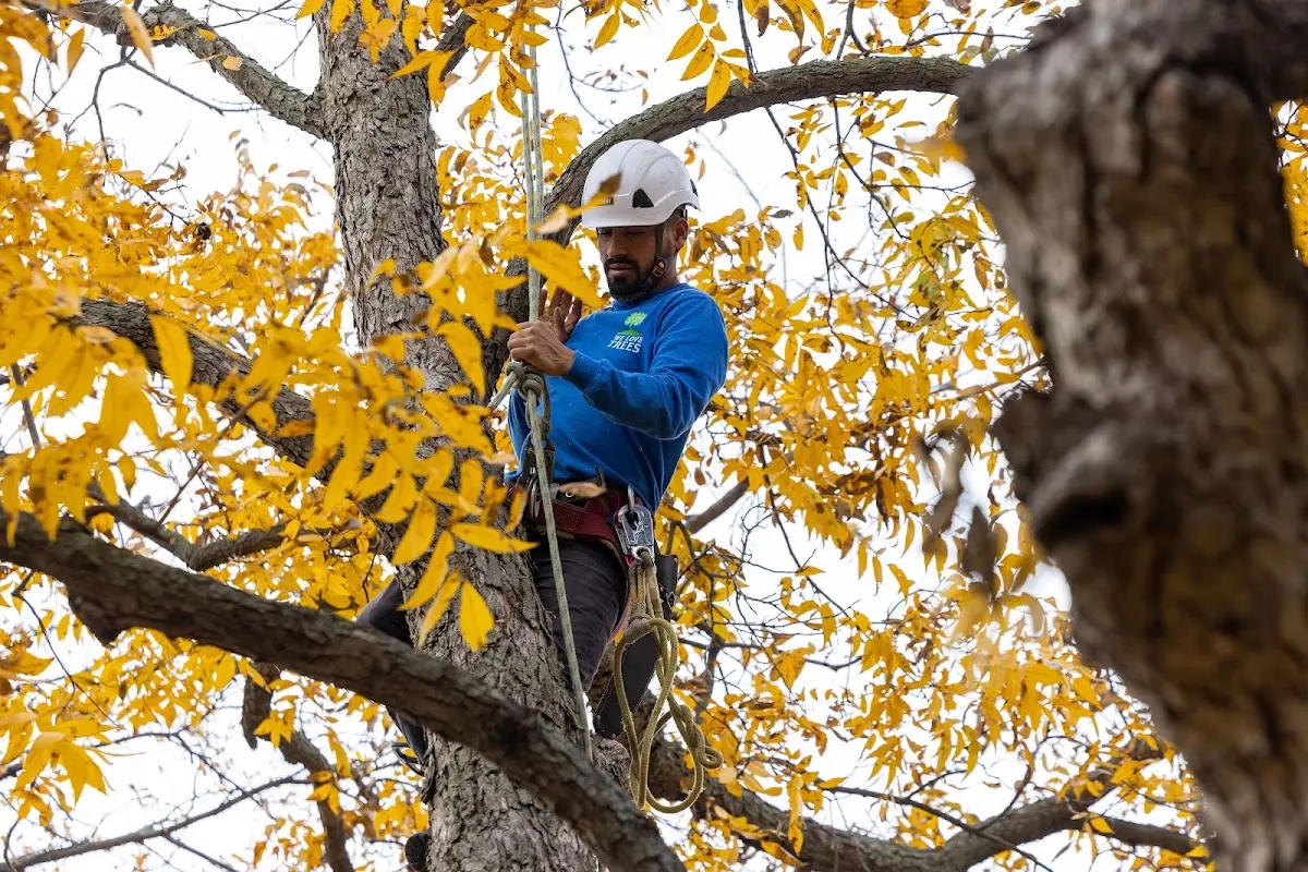 Skilled Tree Pruning crew working in New Oxford